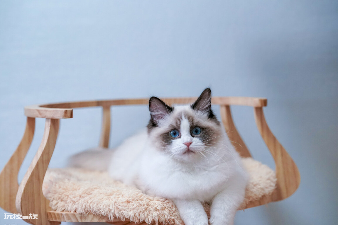 布偶猫买公猫还是母猫好(家里养公和母布偶猫区别)-图片1